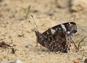 Red Admiral